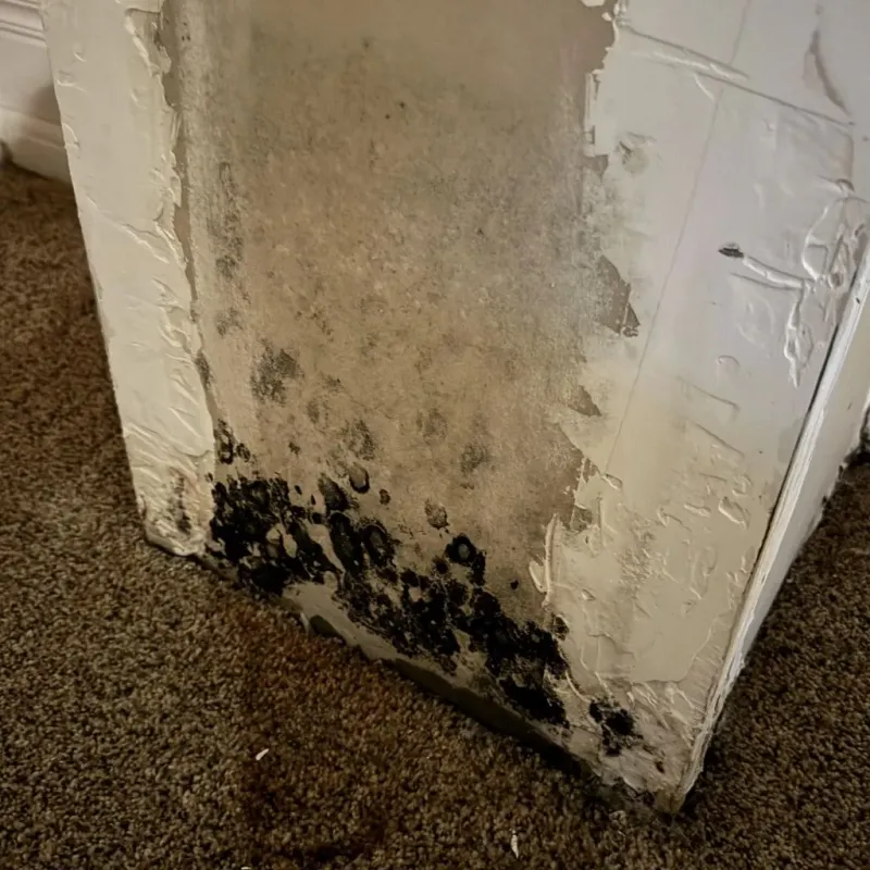 Professional Mold Removal in Stockdale, TX